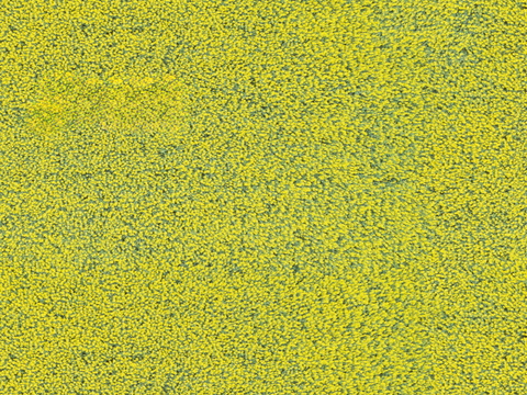 农田油菜花田231