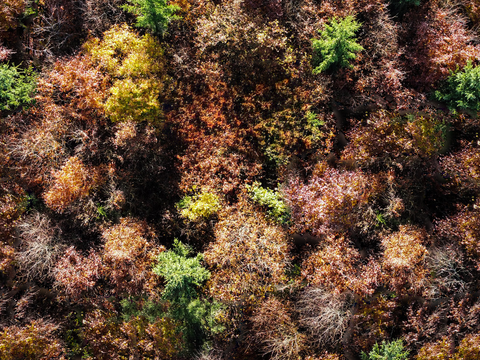 秋天色彩丰富的树林森林俯视图76