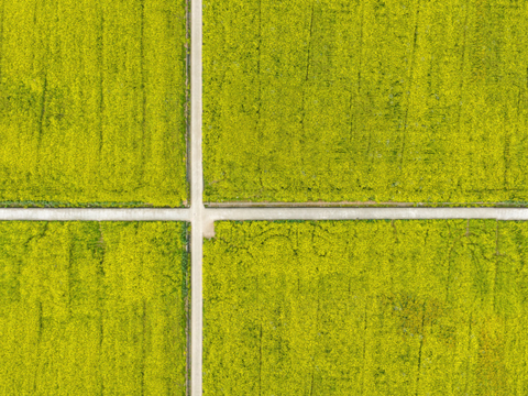  农田油菜花田43 