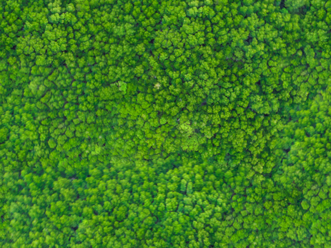 森林树林俯视图1
