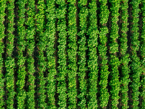  菜地农田农作物俯视图37 