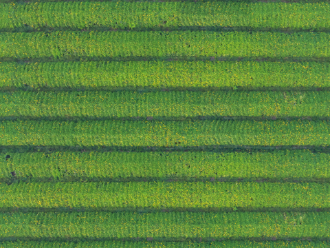  菜地农田农作物俯视图9 