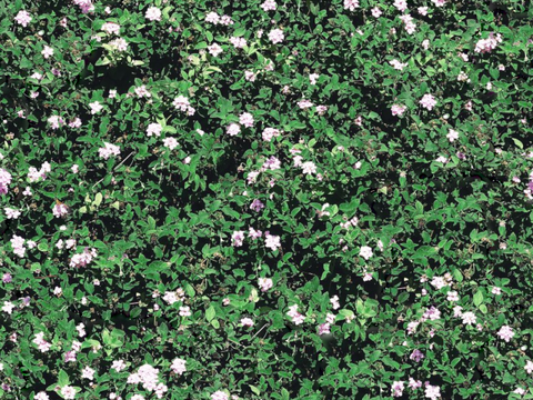 灌木花丛，灌木丛134