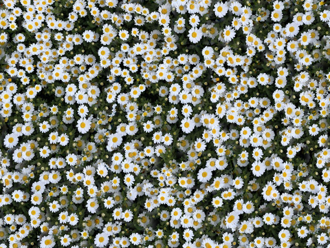  灌木花丛，灌木丛1 