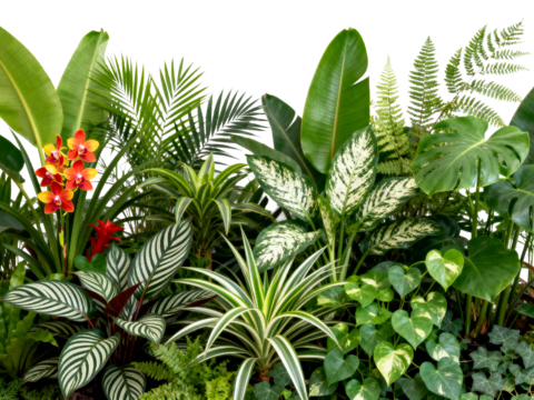  免抠植物花草 自然植物墙组合  热带植物墙造景 龟背竹叶蕨 