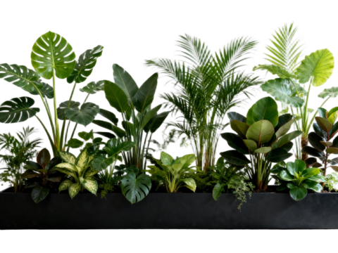 现代 免抠植物花草 自然植物组合  热带植物花池 外摆花池