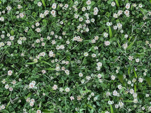  灌木花丛，灌木丛16 