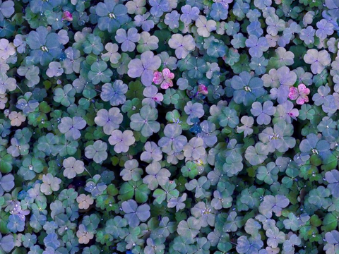 灌木花丛，灌木丛18