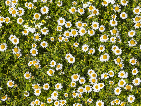 灌木花丛，灌木丛11