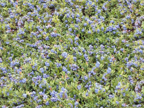 灌木花丛，灌木丛29