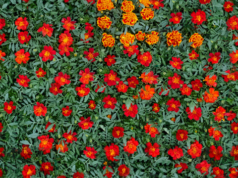 灌木花丛，灌木丛107