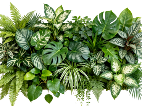  免抠植物花草 自然植物墙组合  热带植物墙造景 龟背竹叶蕨 