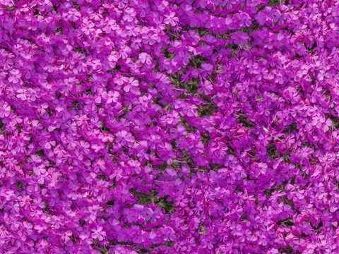 灌木花丛，灌木丛117