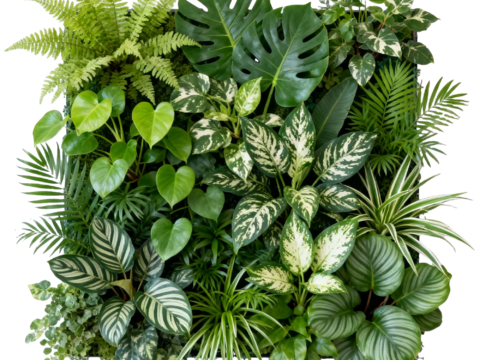  免抠植物花草 自然植物墙组合  热带植物墙造景 龟背竹叶蕨 