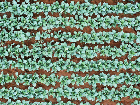  菜地农田农作物俯视图126 