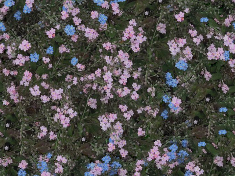  灌木花丛，灌木丛19 