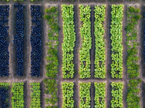  菜地农田农作物俯视图132 