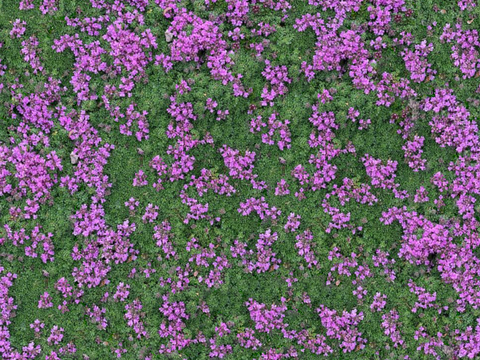  灌木花丛，灌木丛10 