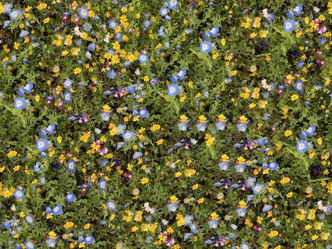  灌木花丛，灌木丛6 