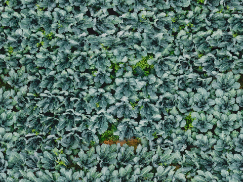  菜地农田农作物俯视图121 