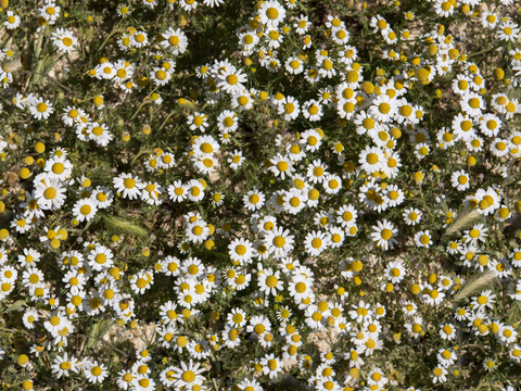 灌木花丛，灌木丛126