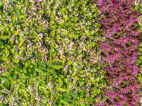 灌木花丛，灌木丛124