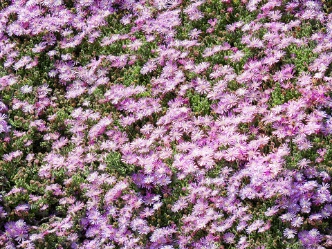 灌木花丛，灌木丛127