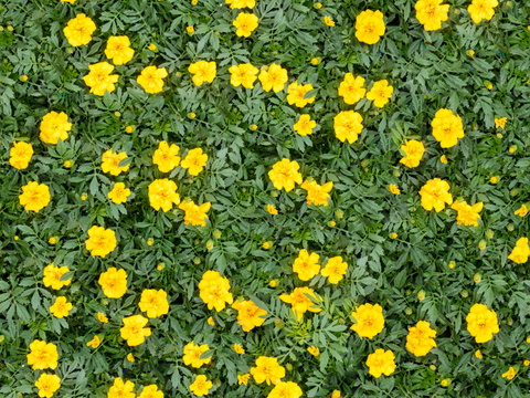 灌木花丛，灌木丛110