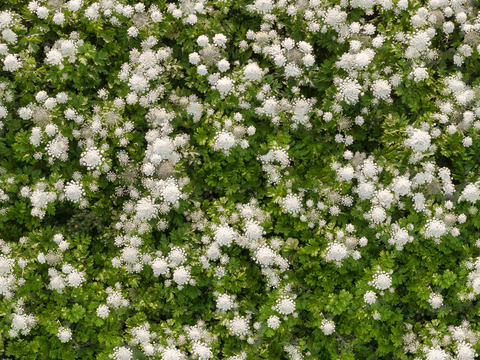 灌木花丛，灌木丛26