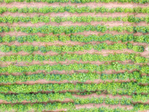  菜地农田农作物俯视图125 