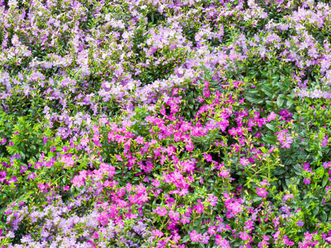 灌木花丛，灌木丛133