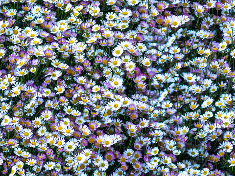 灌木花丛，灌木丛114