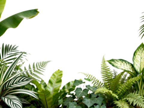  免抠植物花草 自然植物墙组合  热带植物墙造景 龟背竹叶蕨 