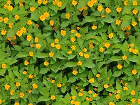 灌木花丛，灌木丛17