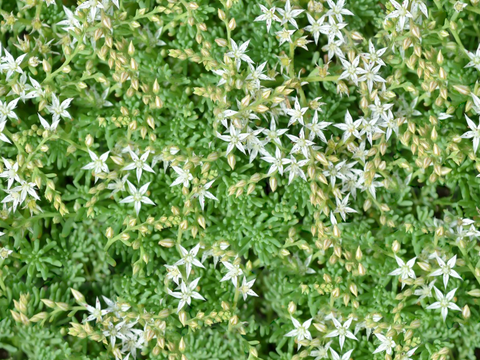  灌木花丛，灌木丛115 