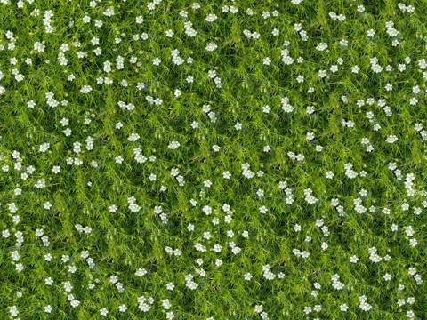  灌木花丛，灌木丛5 