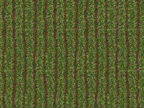  菜地农田农作物俯视图129 