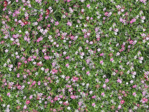 灌木花丛，灌木丛20