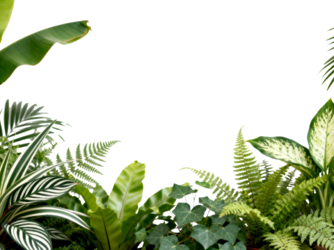  免抠植物花草 自然植物墙组合  热带植物墙造景 龟背竹叶蕨 