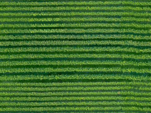  菜地农田农作物俯视图119 