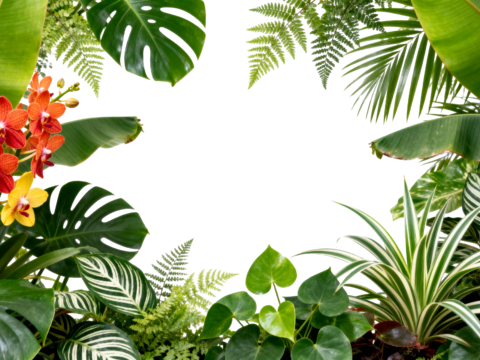  免抠植物花草 自然植物墙组合  热带植物墙造景 龟背竹叶蕨 