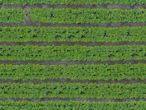  菜地农田农作物俯视图123 