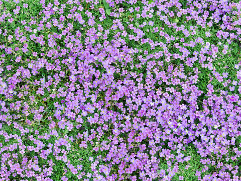 灌木花丛，灌木丛118