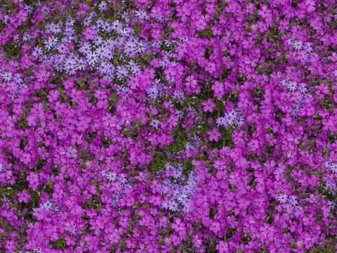  灌木花丛，灌木丛119 