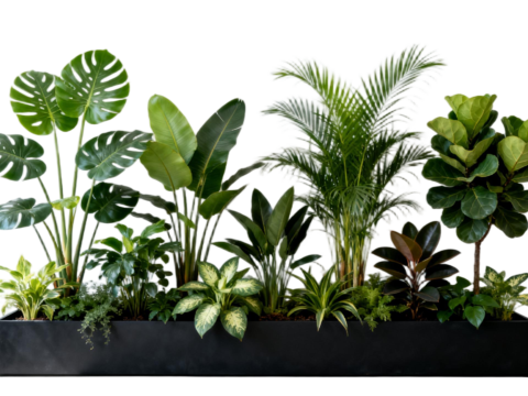 现代 免抠植物花草 自然植物组合  热带植物花池 外摆花池