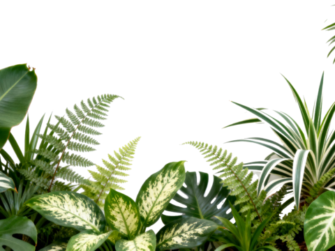  免抠植物花草 自然植物墙组合  热带植物墙造景 龟背竹叶蕨 