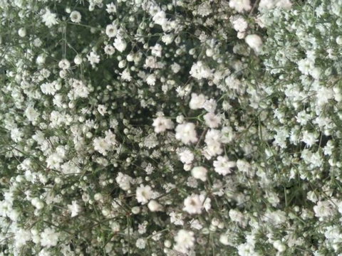  灌木花丛，灌木丛22 