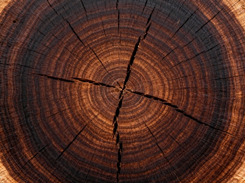  木头切面 木墩座面 木年轮 圆木 