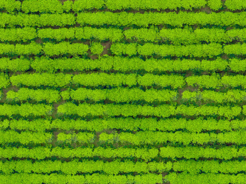  菜地农田农作物俯视图127 