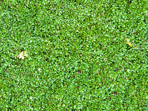 草地草皮草坡18